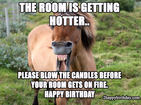 happy birthday funny horse