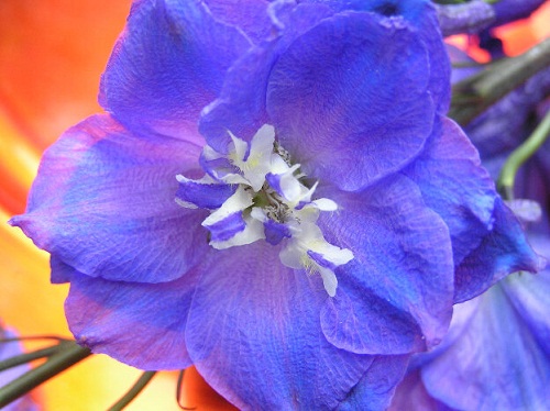 Delphinium 