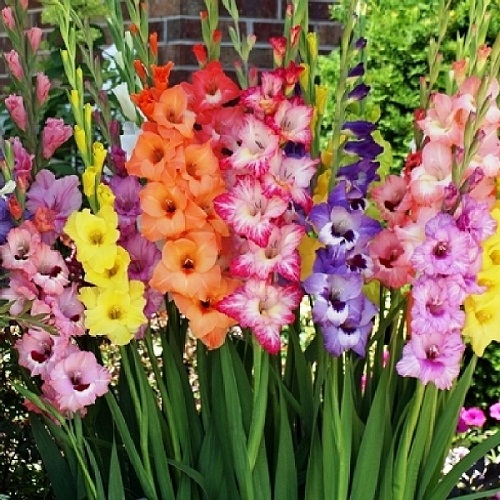 Birth Flower of August Gladiolus & Poppy 2HappyBirthday