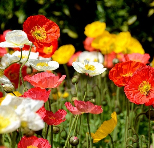 August Birth Flower Poppy Meaning